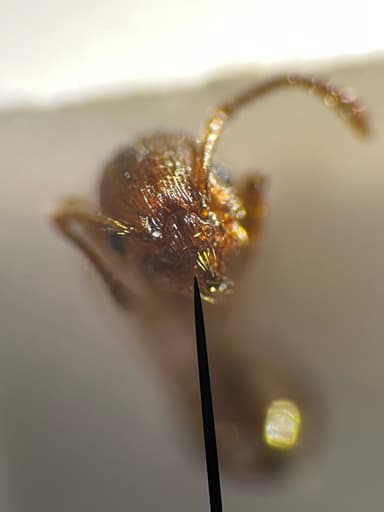 Myrmica rugulosa — colony photo 66