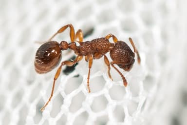 Myrmica rugulosa photo 69