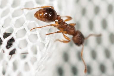 Myrmica rugulosa photo 70