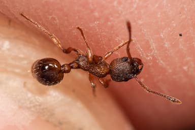 Myrmica rugulosa photo 72
