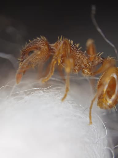 Myrmica rugulosa — colony photo 73