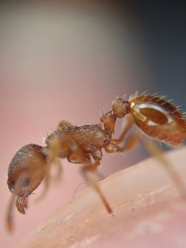 Myrmica rugulosa — colony photo 74