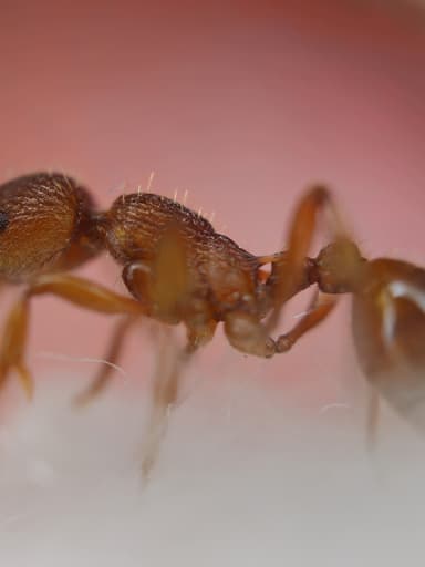 Myrmica rugulosa — colony photo 75