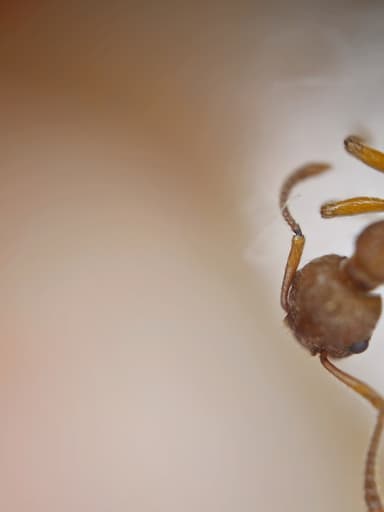 Myrmica rugulosa — colony photo 76