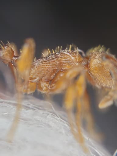 Myrmica rugulosa — colony photo 77