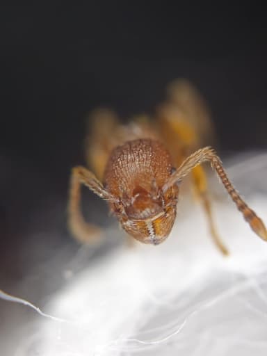 Myrmica rugulosa — colony photo 79