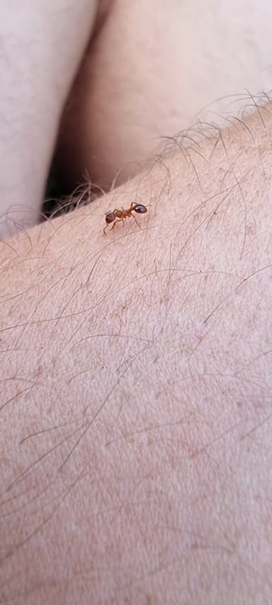 Myrmica rugulosa photo 83