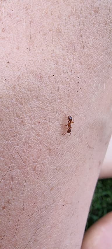 Myrmica rugulosa photo 84