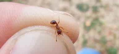 Myrmica rugulosa photo 87