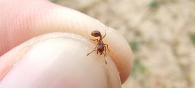 Myrmica rugulosa photo 88