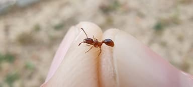 Myrmica rugulosa photo 89