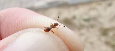 Myrmica rugulosa photo 90