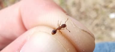 Myrmica rugulosa photo 91