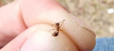 Myrmica rugulosa photo 92