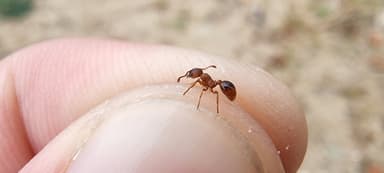 Myrmica rugulosa photo 95