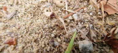 Myrmica rugulosa photo 96