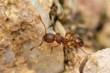 Myrmica rugulosa photo 98
