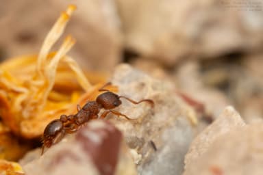 Myrmica rugulosa photo 99