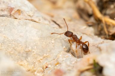 Myrmica rugulosa photo 100