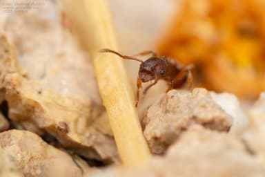 Myrmica rugulosa photo 101