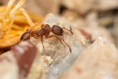 Myrmica rugulosa photo 102