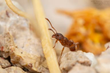Myrmica rugulosa photo 104