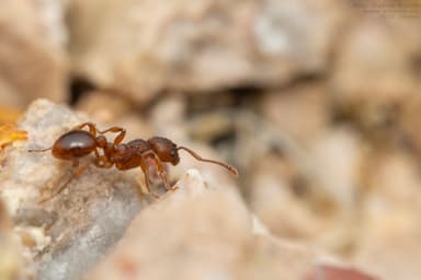 Myrmica rugulosa photo 105