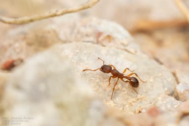 Myrmica rugulosa photo 106