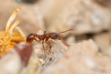 Myrmica rugulosa photo 107