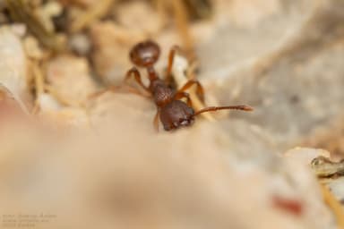 Myrmica rugulosa photo 108