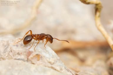 Myrmica rugulosa photo 109