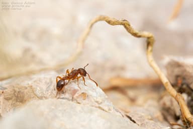 Myrmica rugulosa photo 111