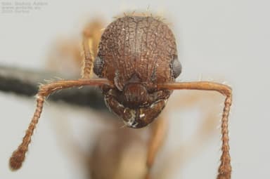 Myrmica rugulosa photo 113