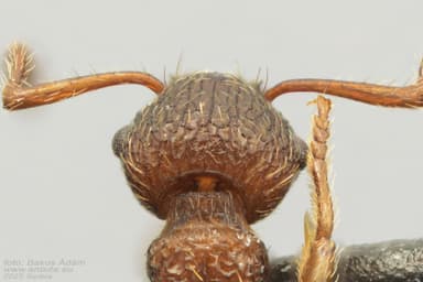 Myrmica rugulosa photo 114