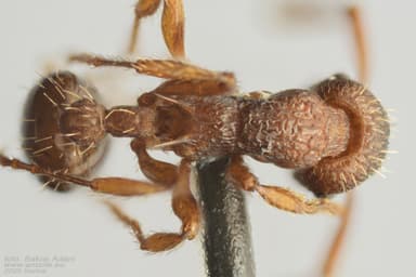 Myrmica rugulosa photo 115