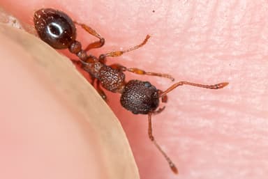 Myrmica rugulosa photo 119