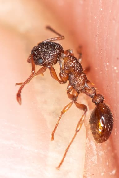 Myrmica rugulosa photo 121