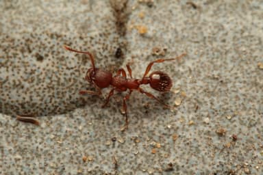 Myrmica rugulosa photo 123
