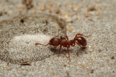 Myrmica rugulosa photo 124