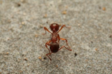 Myrmica rugulosa photo 126