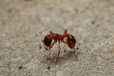 Myrmica rugulosa photo 127