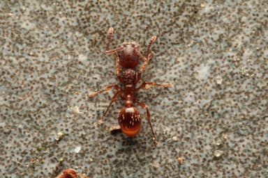 Myrmica rugulosa photo 128