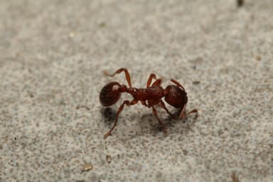 Myrmica rugulosa photo 129