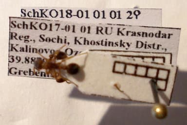 Myrmica rugulosa photo 131