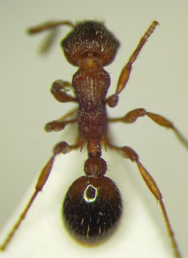 Myrmica rugulosa photo 132