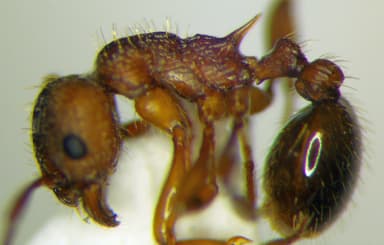 Myrmica rugulosa photo 133