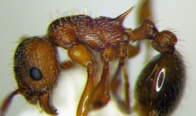 Myrmica rugulosa photo 134
