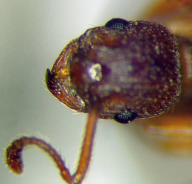 Myrmica rugulosa photo 135