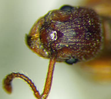 Myrmica rugulosa photo 136