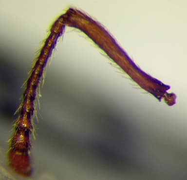 Myrmica rugulosa photo 137